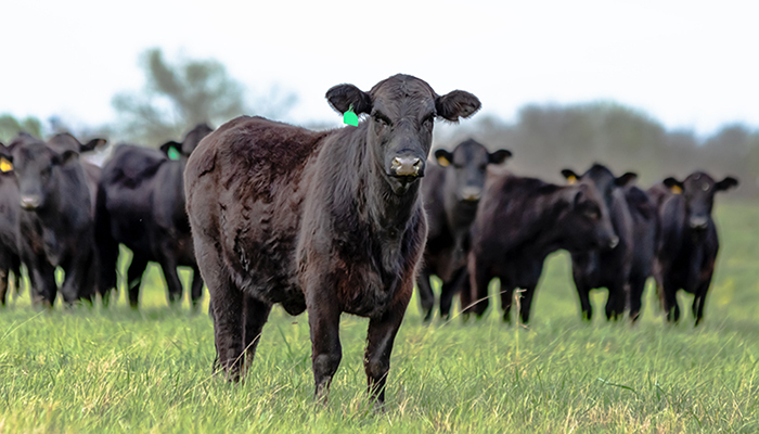 Early Weaning Calves Can be Beneficial During Drought