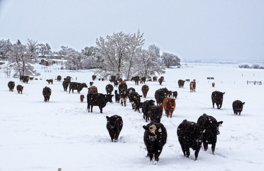 The Steps to A Successful Winter Beef Cow Feeding Program