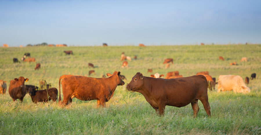 Maintaining Cattle Performance While Grazing Fescue Pastures