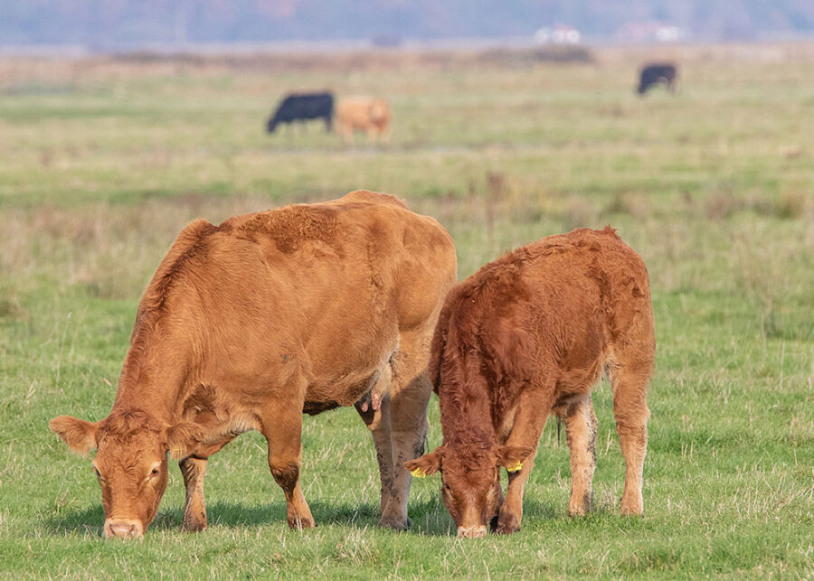 Performance Trace Minerals Help Improve Young Cow Reproduction
