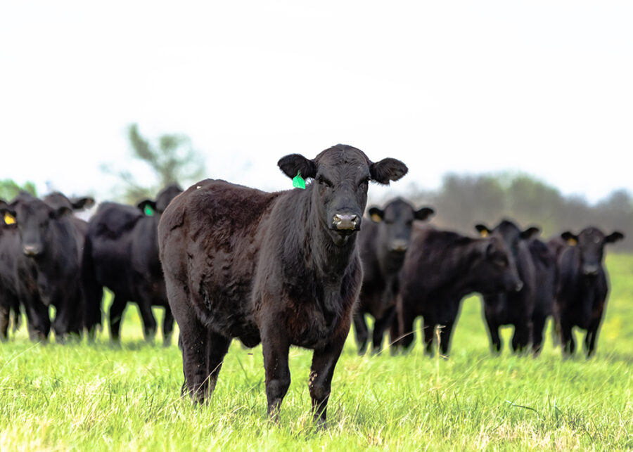 Minimizing Footrot in Grazing Beef Cattle