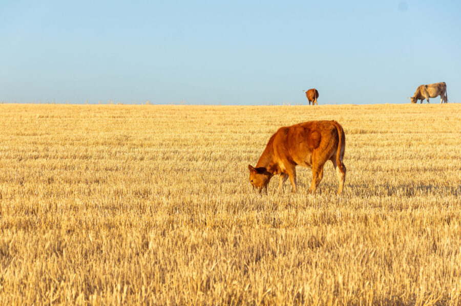 Maximizing the Performance of Cattle Grazing Wheat Pasture