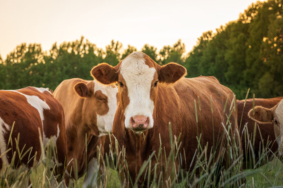5 Key Benefits Drive Lifetime Performance® of Your Beef Cattle